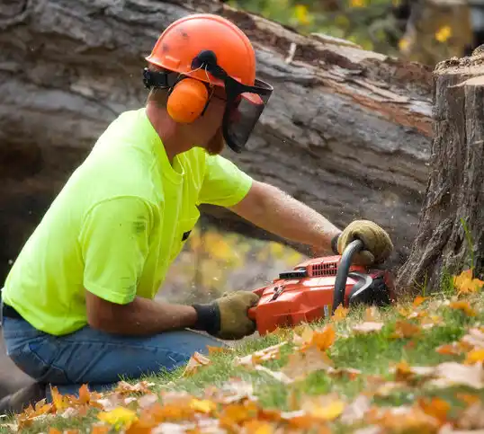 tree services Washington Park